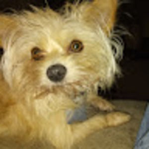 Meet your Posher, Sammy